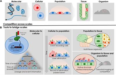 The Field of Cell Competition Comes of Age: Semantics and Technological Synergy